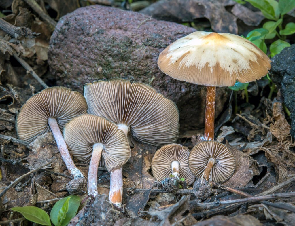 Psilocybe.caerulescens.Colima